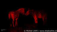zebra, night drive, Etosha NP, Namibia, Africa 2011,travel, photography