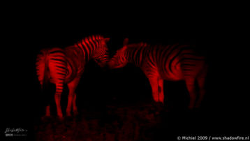 zebra, night drive, Etosha NP, Namibia, Africa 2011,travel, photography