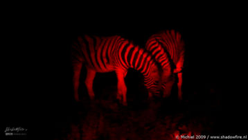 zebra, night drive, Etosha NP, Namibia, Africa 2011,travel, photography,favorites