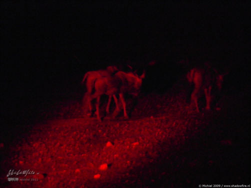 gnu, wilderbeest, night drive, Etosha NP, Namibia, Africa 2011,travel, photography