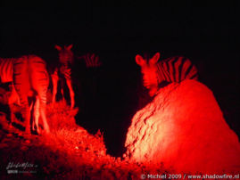 zebra, night drive, Etosha NP, Namibia, Africa 2011,travel, photography