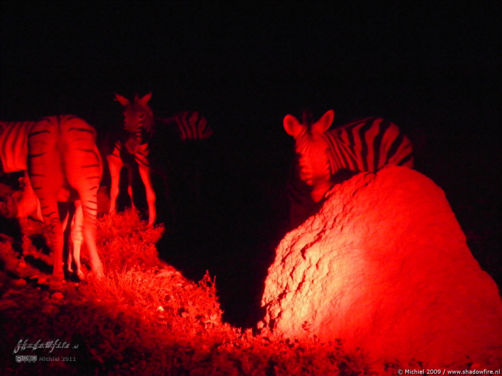 zebra, night drive, Etosha NP, Namibia, Africa 2011,travel, photography