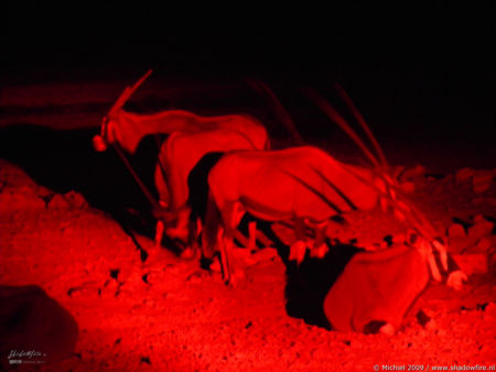 oryx, night drive, Etosha NP, Namibia, Africa 2011,travel, photography,favorites