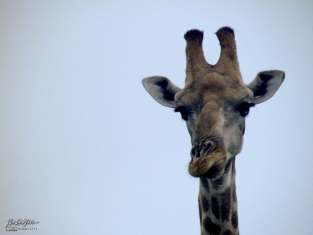 giraffe, Etosha NP, Namibia, Africa 2011,travel, photography,favorites