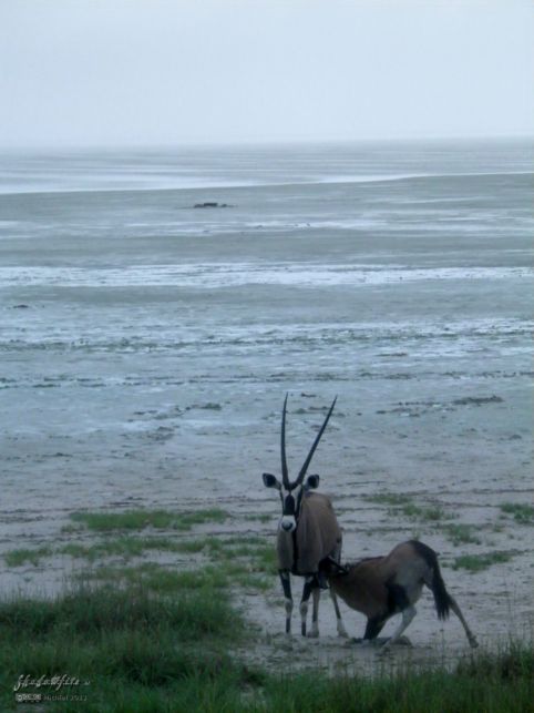 oryx, Etosha Pan, Etosha NP, Namibia, Africa 2011,travel, photography,favorites