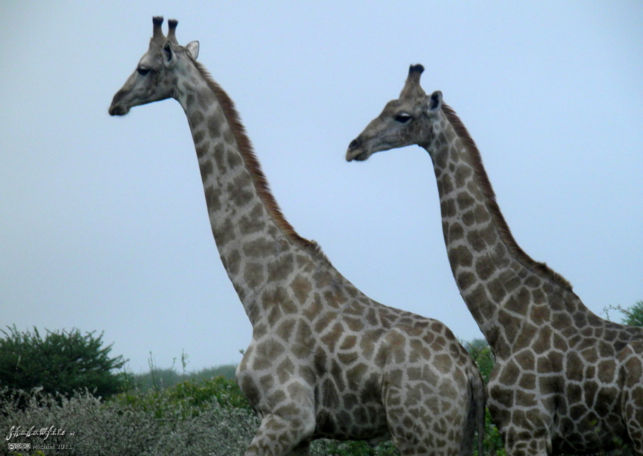 giraffe, Etosha NP, Namibia, Africa 2011,travel, photography