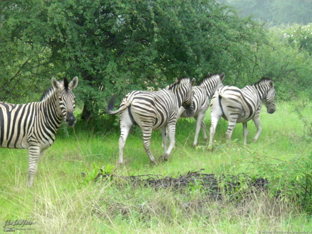 zebra, Etosha NP, Namibia, Africa 2011,travel, photography