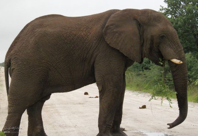 elephant, Big Five, Etosha NP, Namibia, Africa 2011,travel, photography