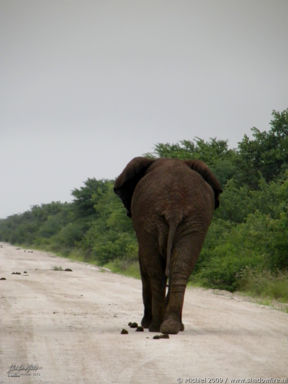 elephant, Big Five, Etosha NP, Namibia, Africa 2011,travel, photography,favorites