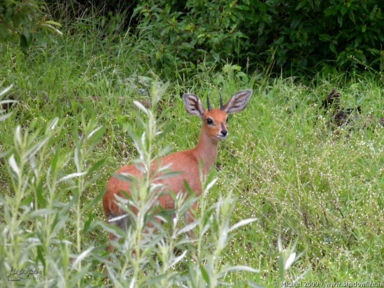 duiker, Etosha NP, Namibia, Africa 2011,travel, photography,favorites