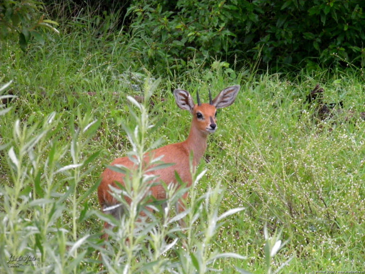 duiker, Etosha NP, Namibia, Africa 2011,travel, photography,favorites