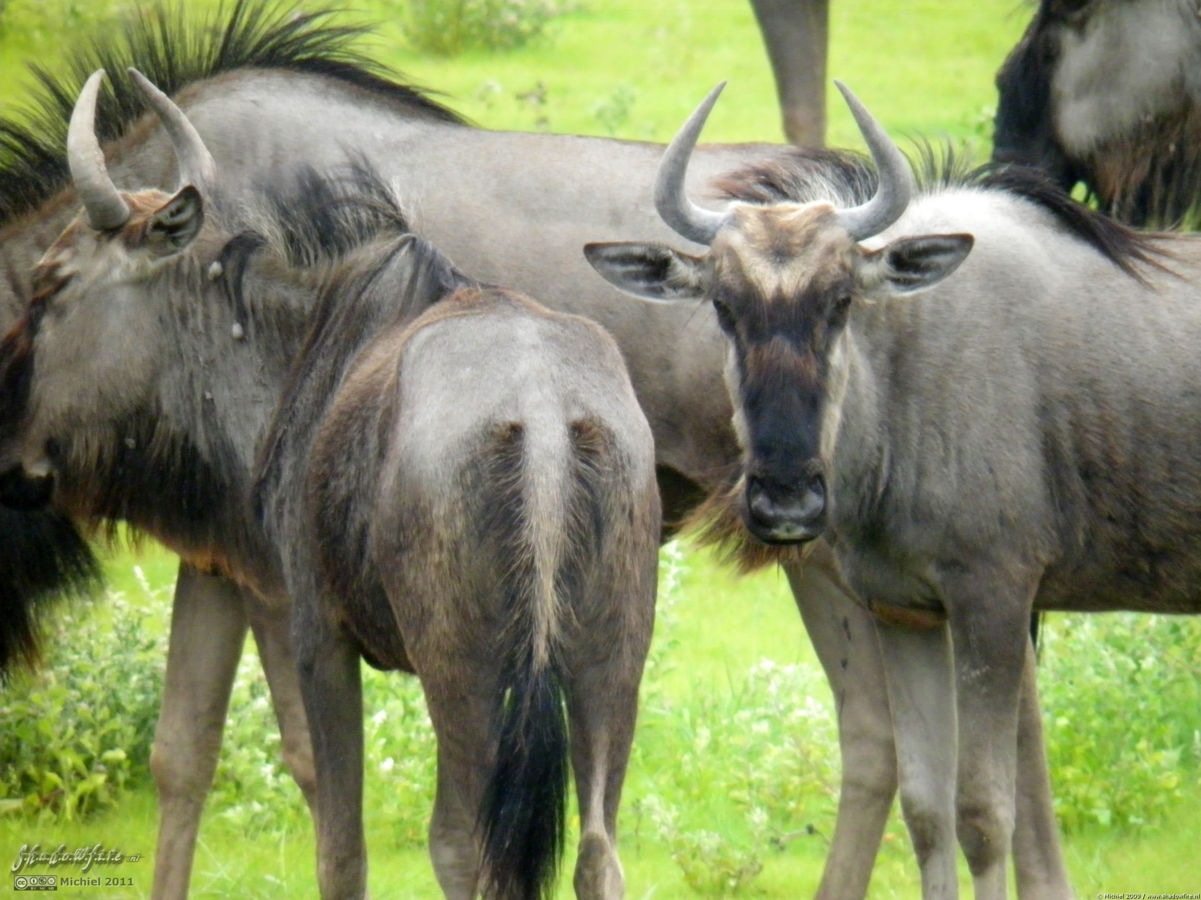 gnu, wilderbeest, Etosha NP, Namibia, Africa 2011,travel, photography,favorites