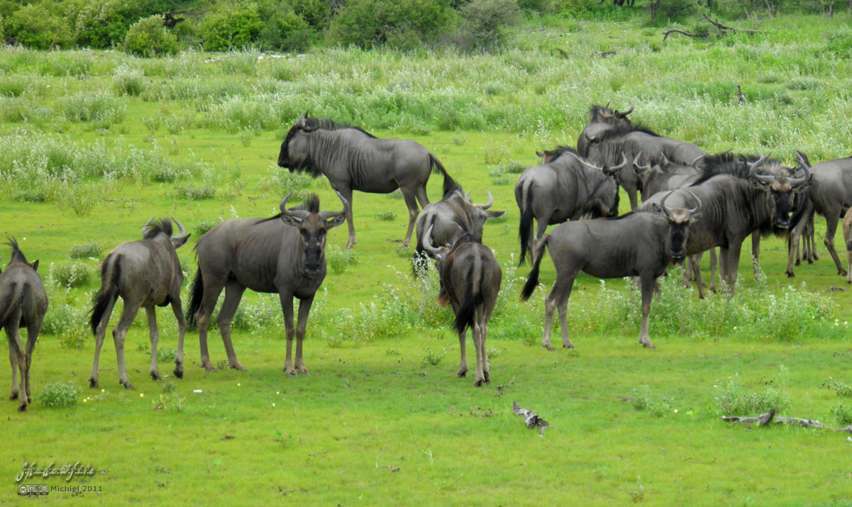 gnu, wilderbeest, Etosha NP, Namibia, Africa 2011,travel, photography,favorites