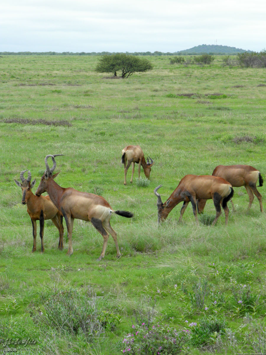 hartebeest, Etosha NP, Namibia, Africa 2011,travel, photography