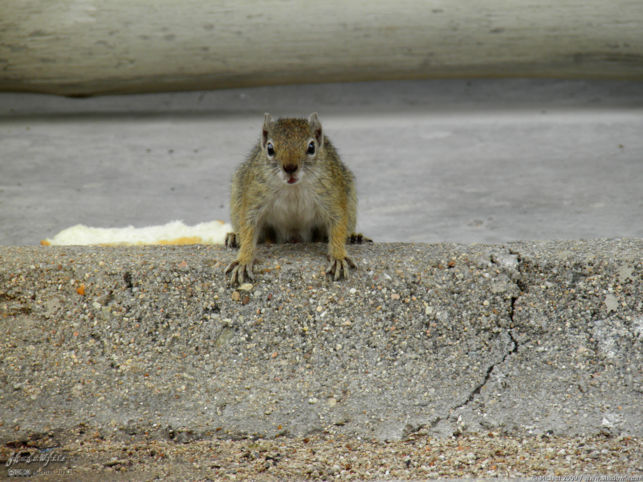 squirrel, Halali Rest Camp, Etosha NP, Namibia, Africa 2011,travel, photography,favorites