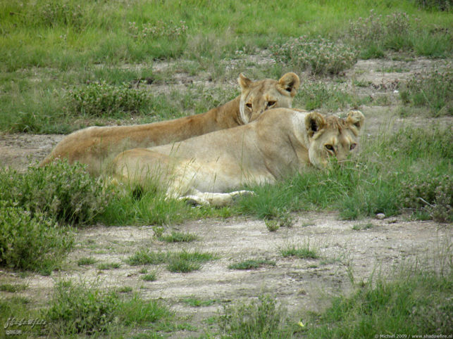 lion, Big Five, Etosha NP, Namibia, Africa 2011,travel, photography