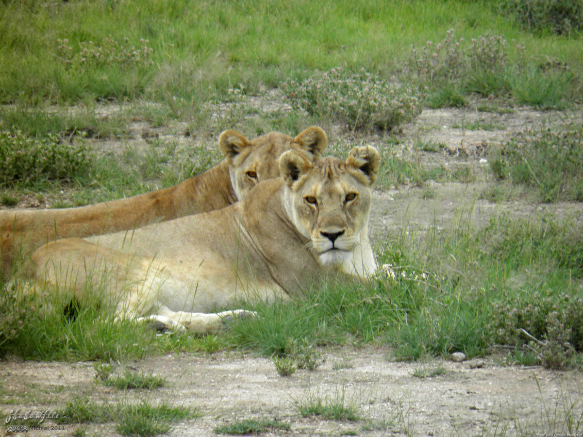 lion, Big Five, Etosha NP, Namibia, Africa 2011,travel, photography