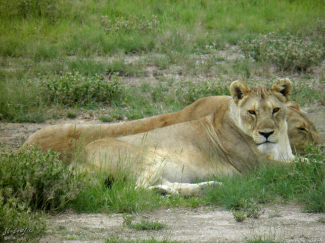 lion, Big Five, Etosha NP, Namibia, Africa 2011,travel, photography