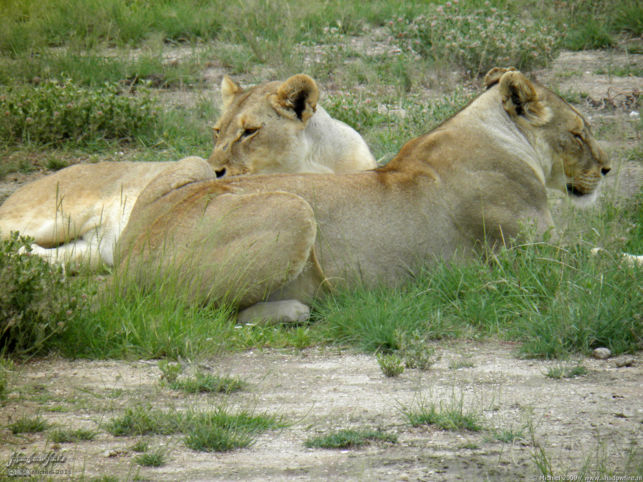 lion, Big Five, Etosha NP, Namibia, Africa 2011,travel, photography