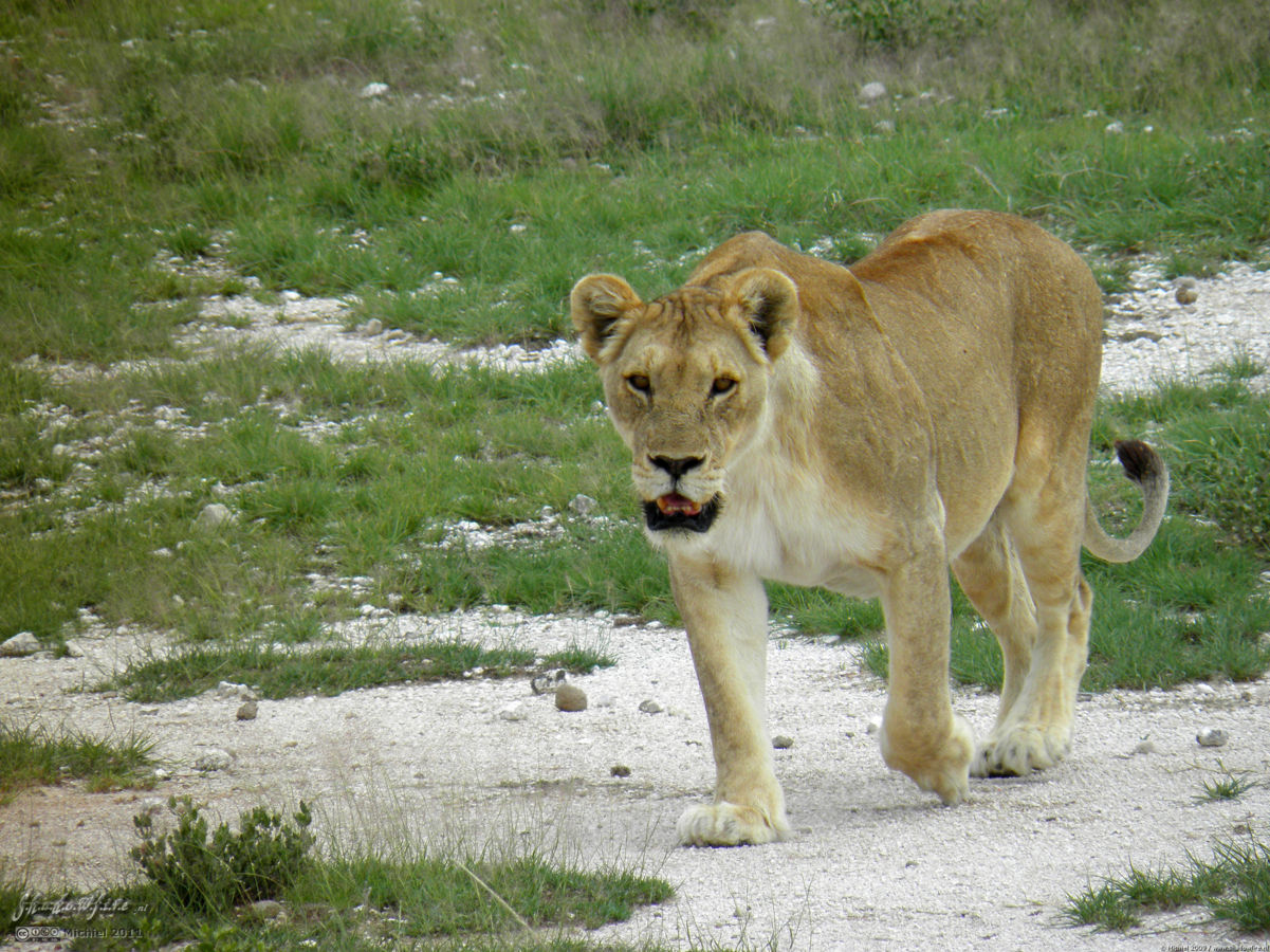 lion, Big Five, Etosha NP, Namibia, Africa 2011,travel, photography,favorites