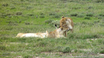 lion, Big Five, Etosha NP, Namibia, Africa 2011,travel, photography