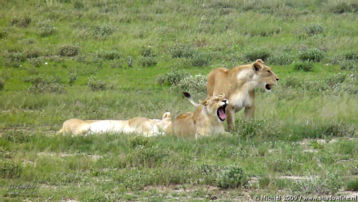 lion, Big Five, Etosha NP, Namibia, Africa 2011,travel, photography