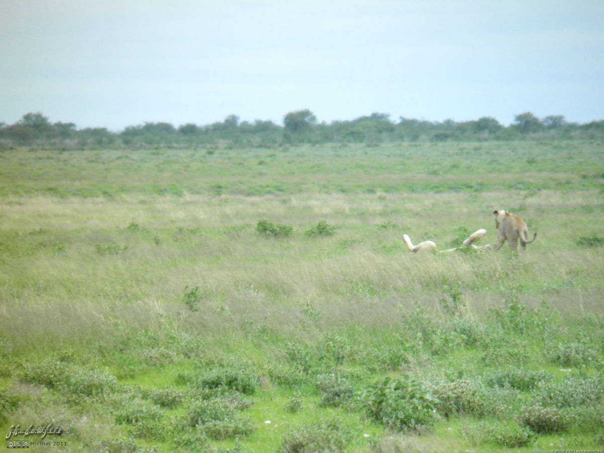 lion, Big Five, Etosha NP, Namibia, Africa 2011,travel, photography