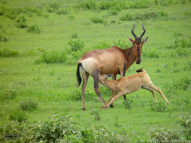 hartebeest, Etosha NP, Namibia, Africa 2011,travel, photography,favorites