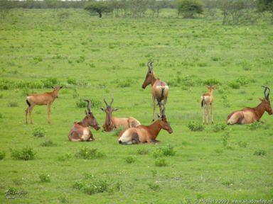 hartebeest, Etosha NP, Namibia, Africa 2011,travel, photography