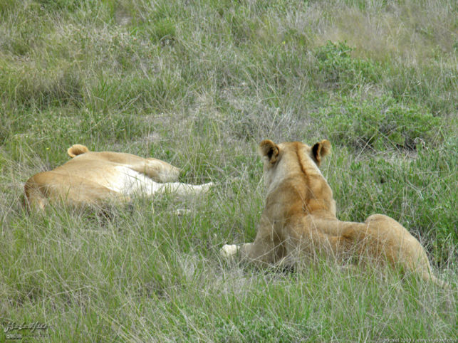 lion, Big Five, Etosha NP, Namibia, Africa 2011,travel, photography