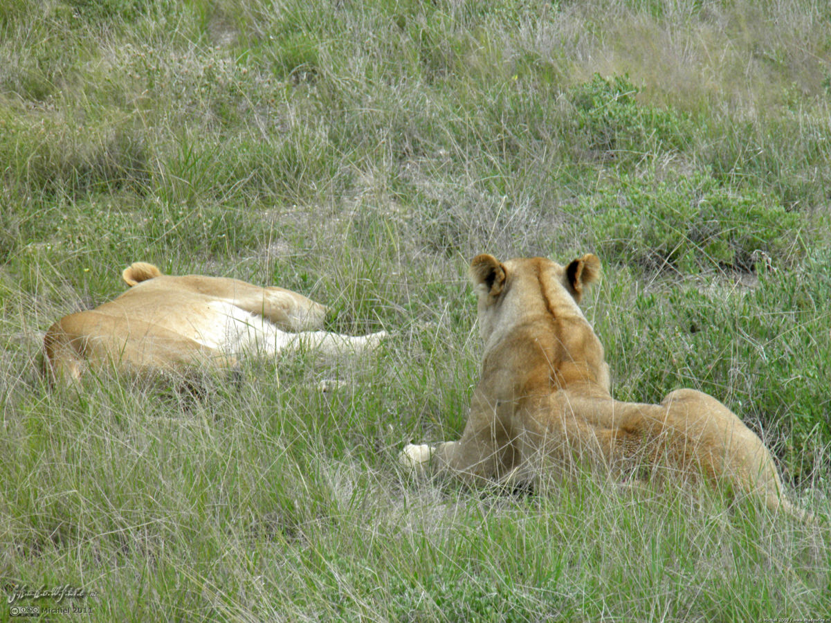 lion, Big Five, Etosha NP, Namibia, Africa 2011,travel, photography