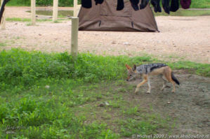 jackal, Okaukuejo Rest Camp, Etosha NP, Namibia, Africa 2011,travel, photography,favorites