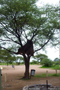 Weaver nest, Okaukuejo Rest Camp, Etosha NP, Namibia, Africa 2011,travel, photography