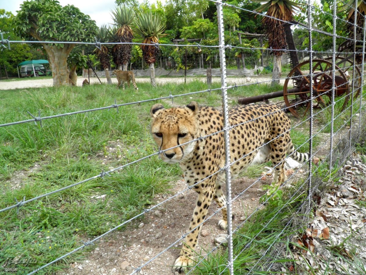 cheetah, Cheetah Park, Namibia, Africa 2011,travel, photography