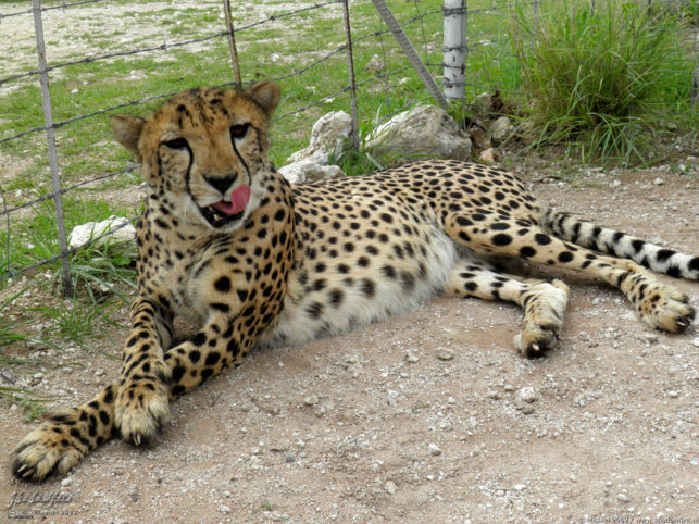 cheetah, Cheetah Park, Namibia, Africa 2011,travel, photography