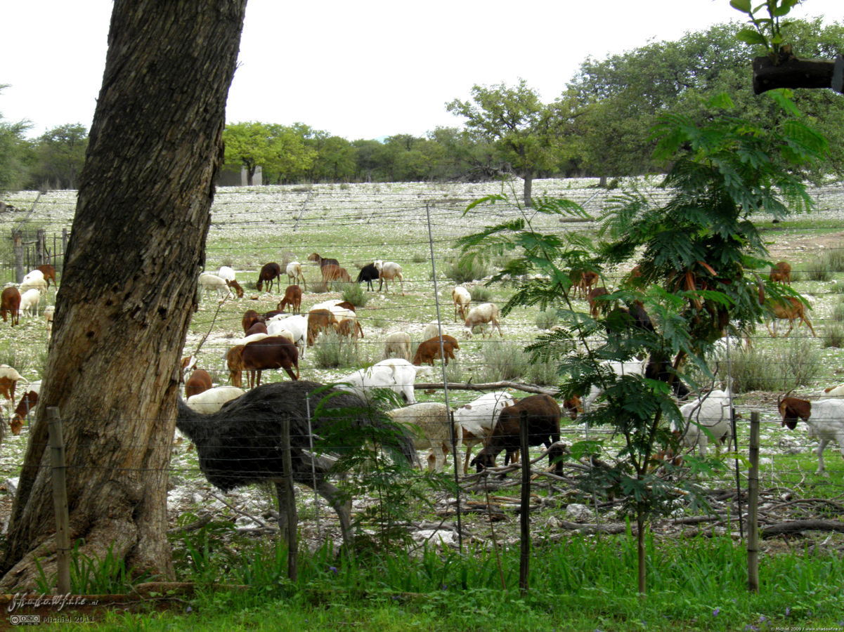 ostrich, Cheetah Park, Namibia, Africa 2011,travel, photography