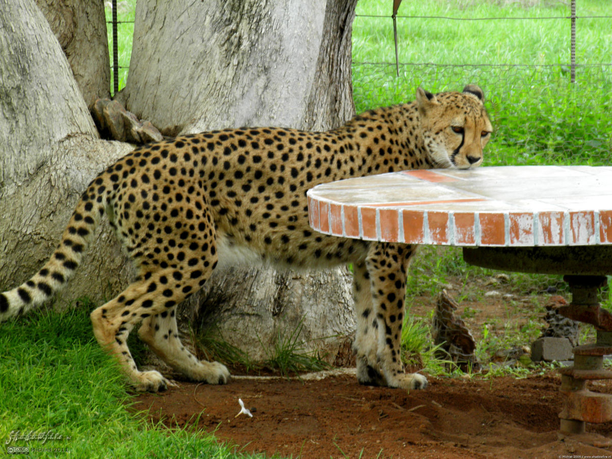 cheetah, Cheetah Park, Namibia, Africa 2011,travel, photography