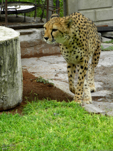 cheetah, Cheetah Park, Namibia, Africa 2011,travel, photography,favorites