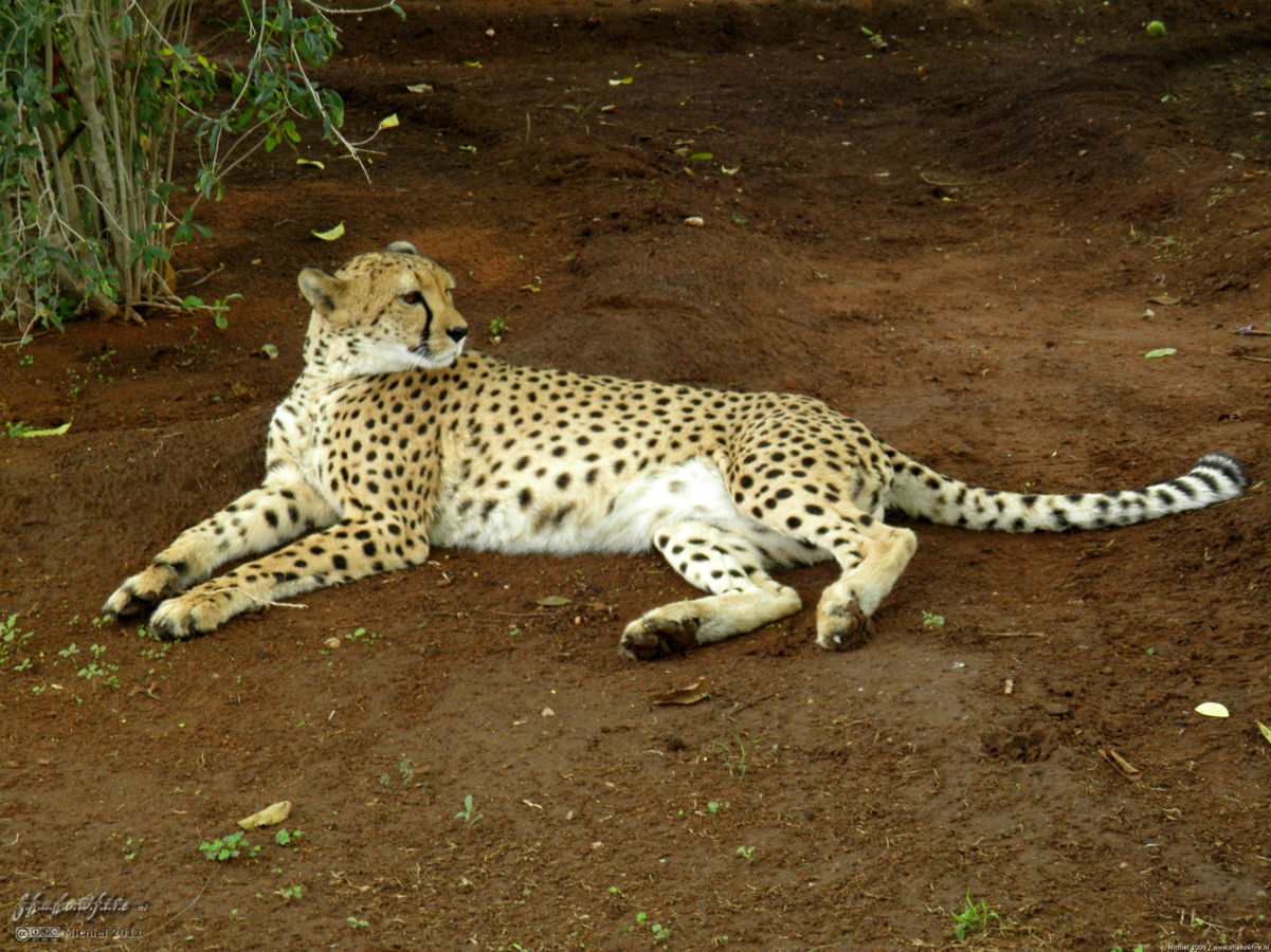 cheetah, Cheetah Park, Namibia, Africa 2011,travel, photography