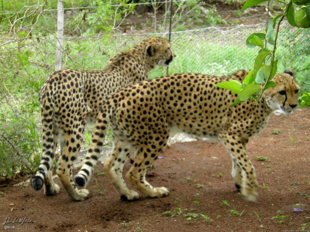 cheetah, Cheetah Park, Namibia, Africa 2011,travel, photography,favorites