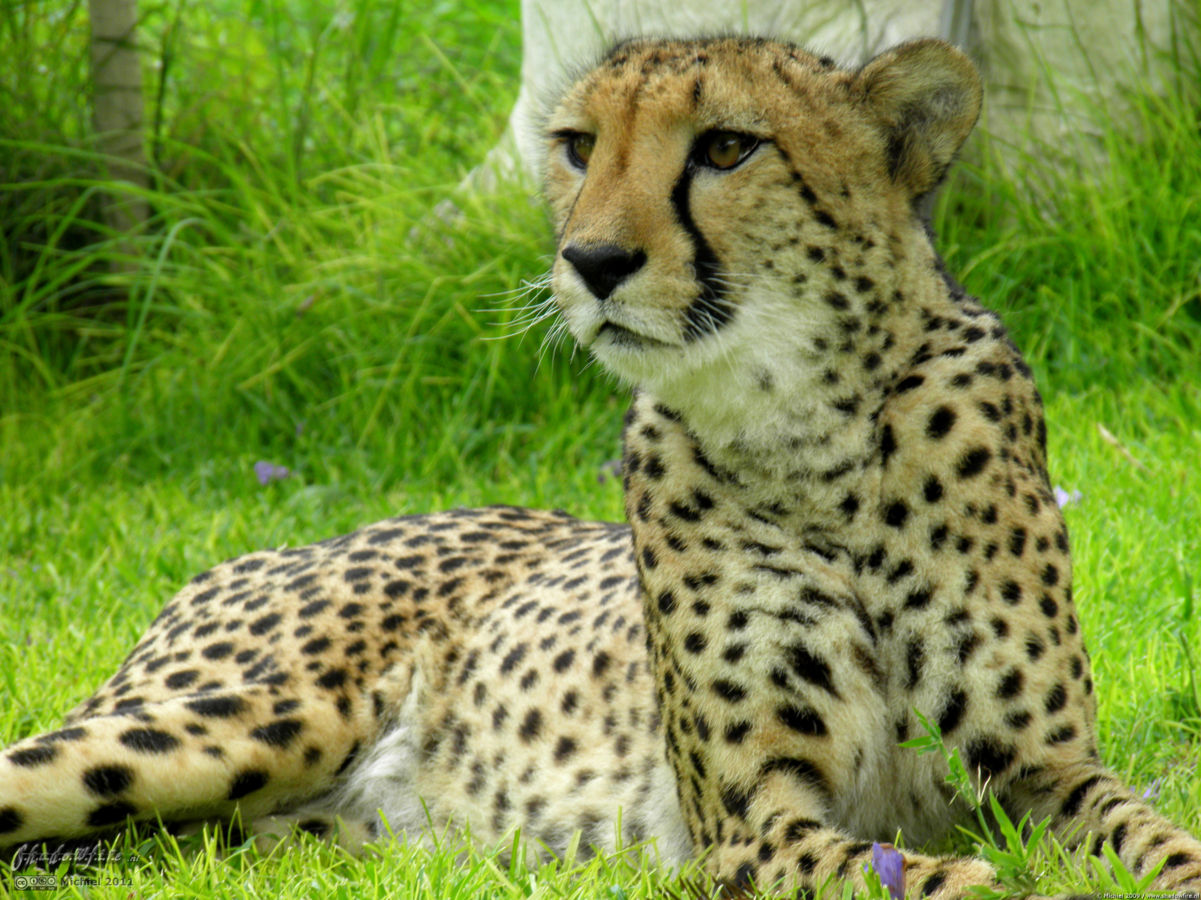 cheetah, Cheetah Park, Namibia, Africa 2011,travel, photography,favorites