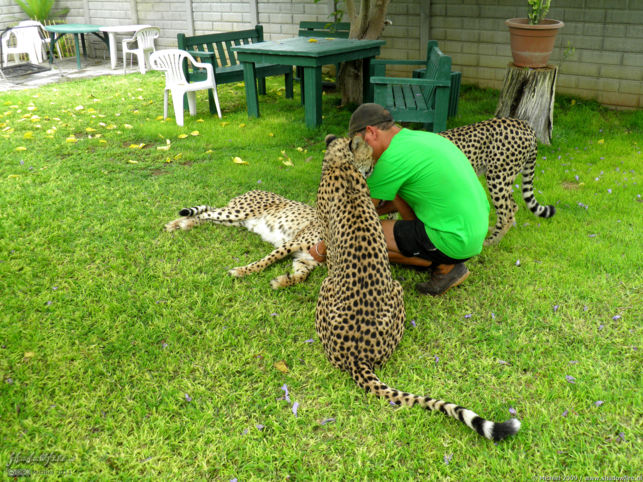 cheetah, Cheetah Park, Namibia, Africa 2011,travel, photography