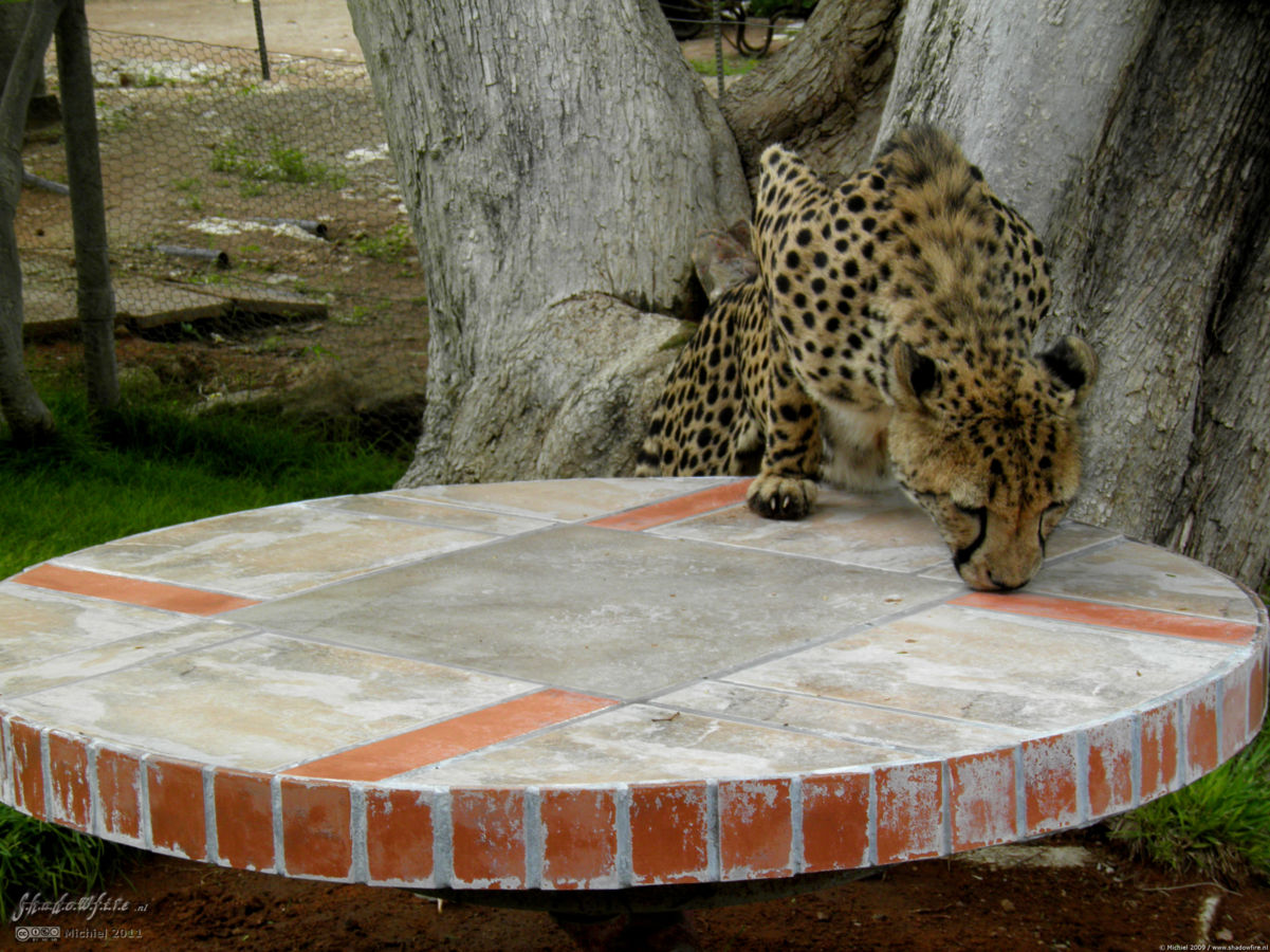 cheetah, Cheetah Park, Namibia, Africa 2011,travel, photography,favorites