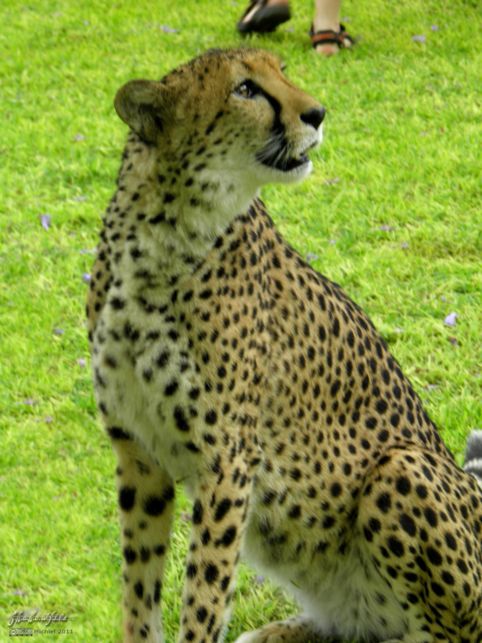 cheetah, Cheetah Park, Namibia, Africa 2011,travel, photography,favorites