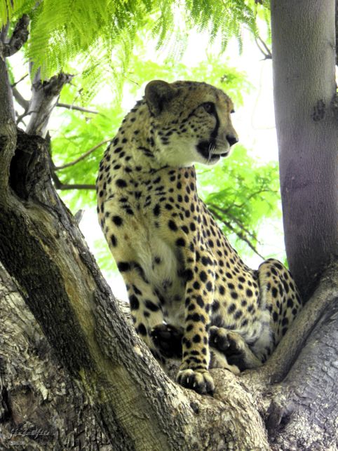 cheetah, Cheetah Park, Namibia, Africa 2011,travel, photography