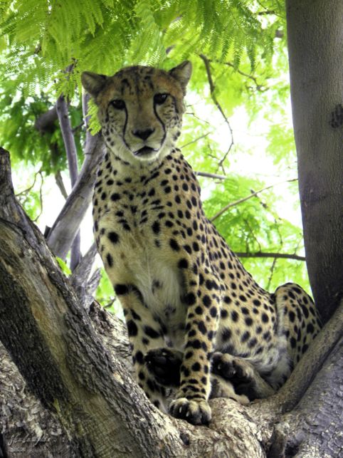 cheetah, Cheetah Park, Namibia, Africa 2011,travel, photography,favorites