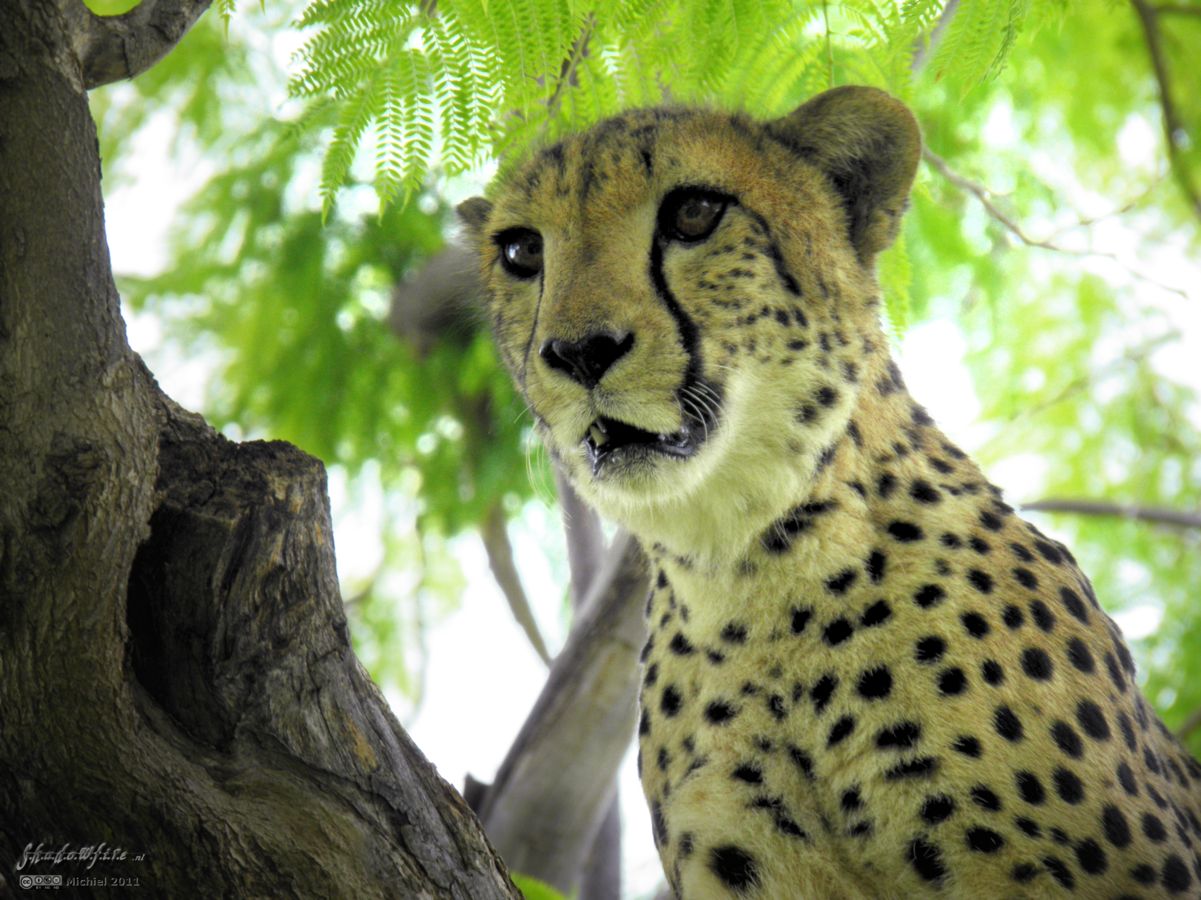 cheetah, Cheetah Park, Namibia, Africa 2011,travel, photography,favorites