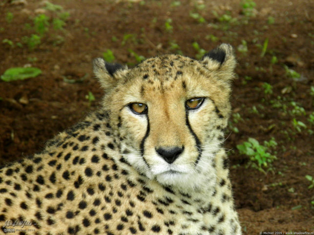 cheetah, Cheetah Park, Namibia, Africa 2011,travel, photography