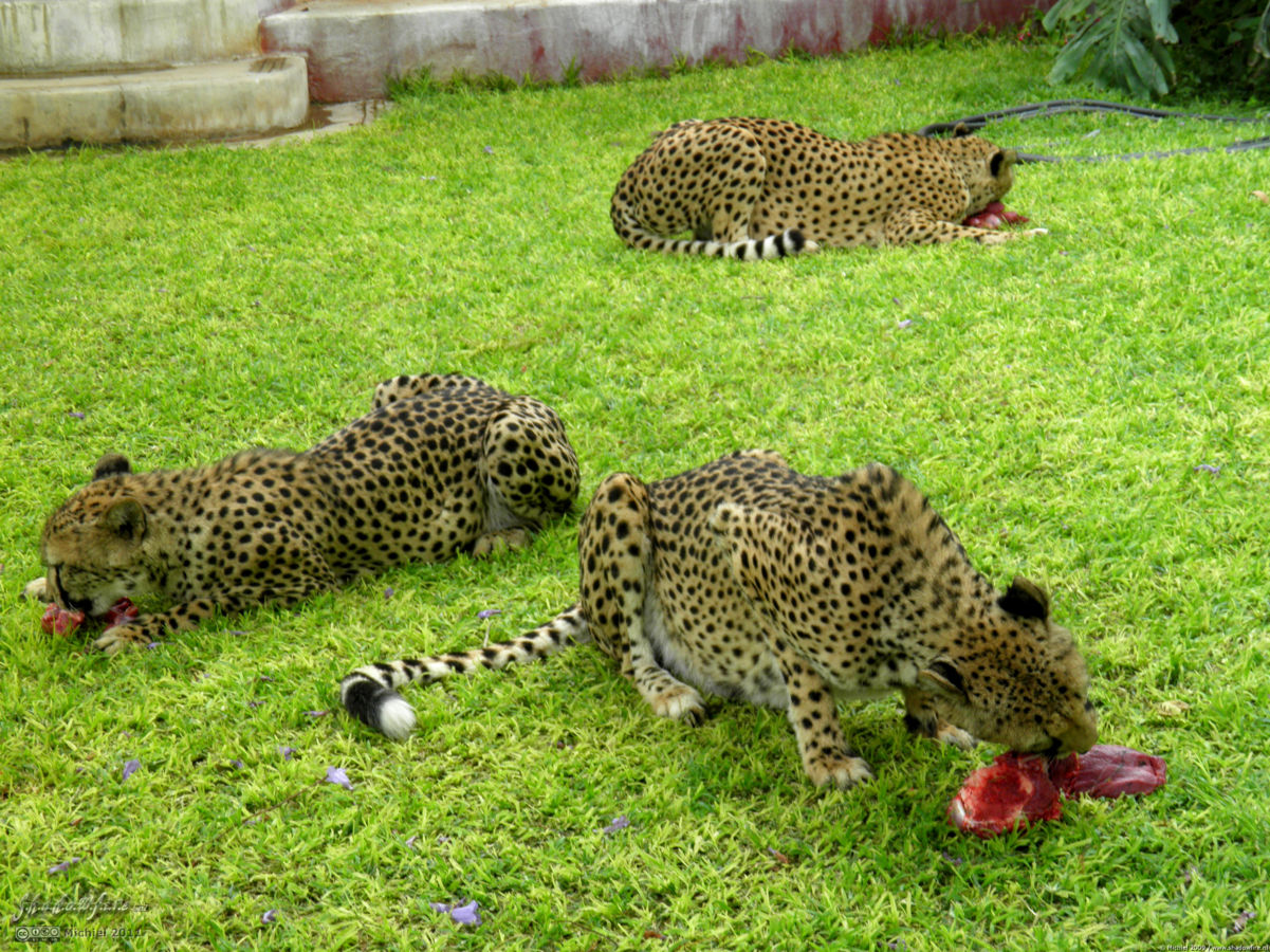 cheetah, Cheetah Park, Namibia, Africa 2011,travel, photography