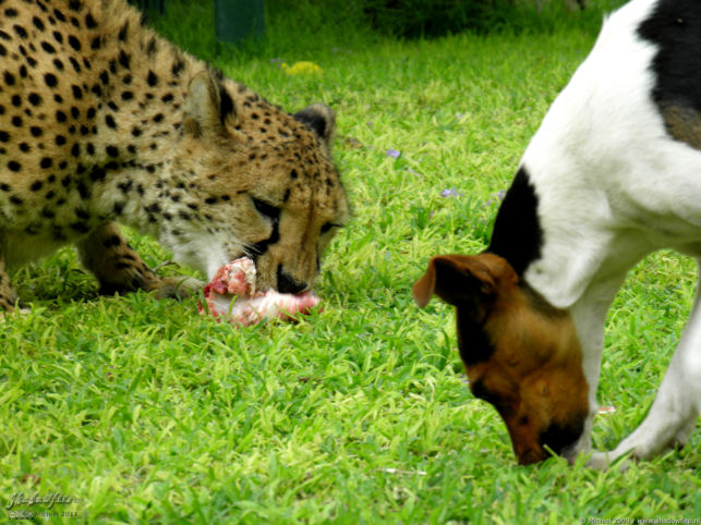 cheetah, Cheetah Park, Namibia, Africa 2011,travel, photography,favorites